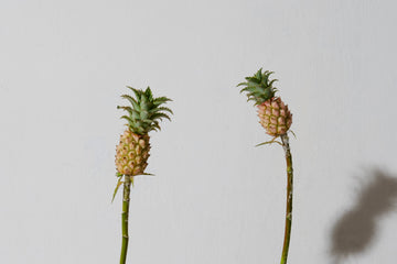 Ornamental Pineapple